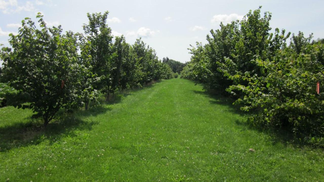 Ontario’s hazelnut growers want to crack into the Nutella business